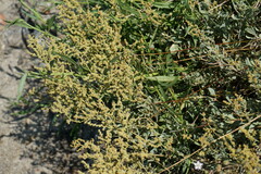 Atriplex verrucifera