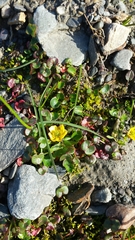 Ranunculus sulphureus
