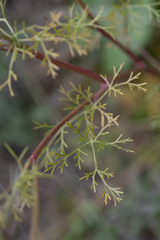 Kitagawia baicalensis