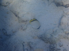 Chaetodon vagabundus