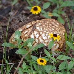 Agaricus deserticola