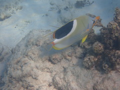 Chaetodon ephippium