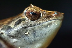 Sphenophryne cornuta