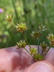 Juncus marginatus