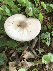 Agaricus placomyces