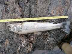Salmo trutta fario