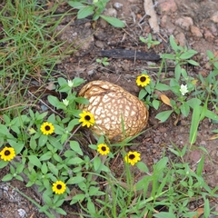 Agaricus deserticola