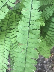 Adiantum aleuticum