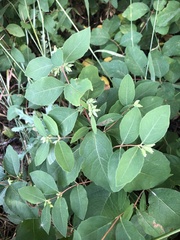 Symphoricarpos occidentalis