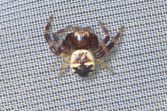 Synema globosum