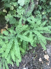 Adiantum aleuticum