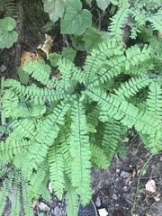 Adiantum aleuticum