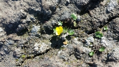 Ranunculus sulphureus