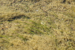 Zostera noltei