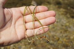 Zostera noltei