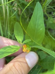 Ludwigia alternifolia