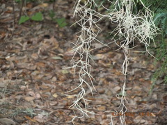 Tillandsia usneoides