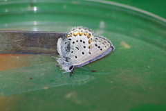 Plebejus fridayi