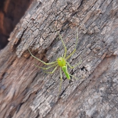 Peucetia viridans