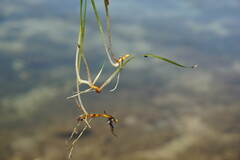 Zostera noltei