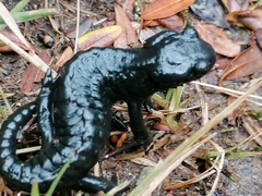 Salamandra atra