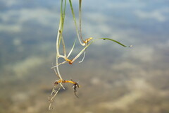 Zostera noltei