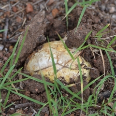 Agaricus deserticola