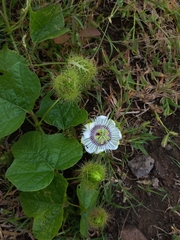 Passiflora foetida