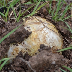 Agaricus deserticola