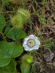 Passiflora foetida