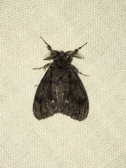 Orgyia leucostigma