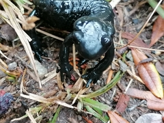 Salamandra atra