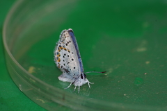 Plebejus fridayi