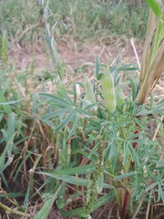Lupinus angustifolius