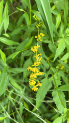 Solidago caesia