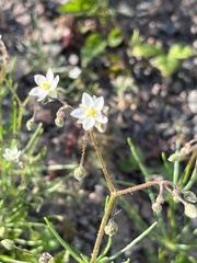 Spergula arvensis