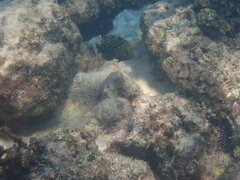 Cheilinus chlorourus