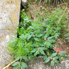 Cyclospermum leptophyllum