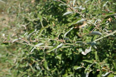 Atriplex aucheri