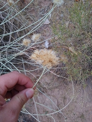 Ericameria nauseosa juncea