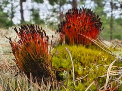 Tetraplodon mnioides