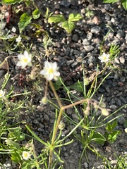 Spergula arvensis