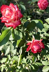 Rosa