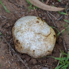 Agaricus deserticola