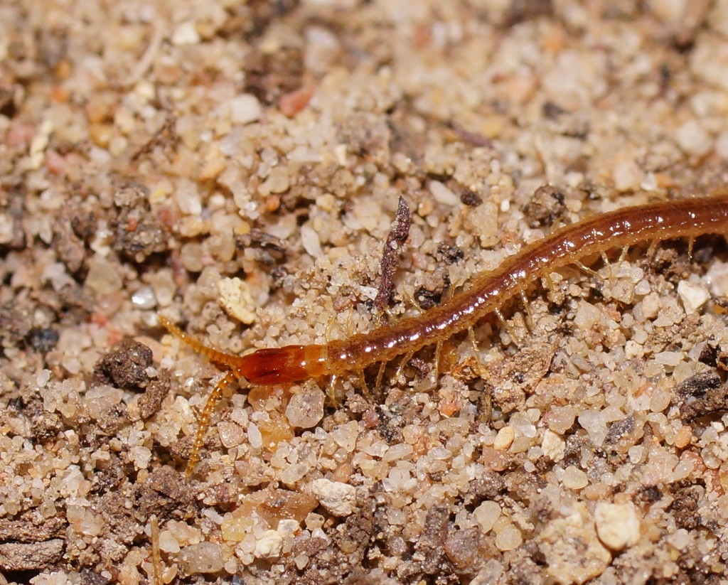 Mecistocephalus