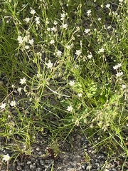 Spergula arvensis