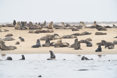 Arctocephalus pusillus pusillus