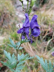 Aconitum variegatum