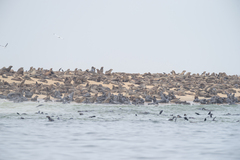 Arctocephalus pusillus pusillus