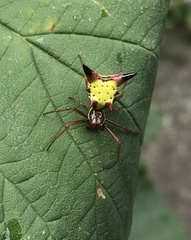 Micrathena sagittata